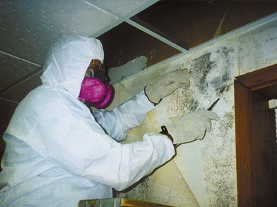 what is mold